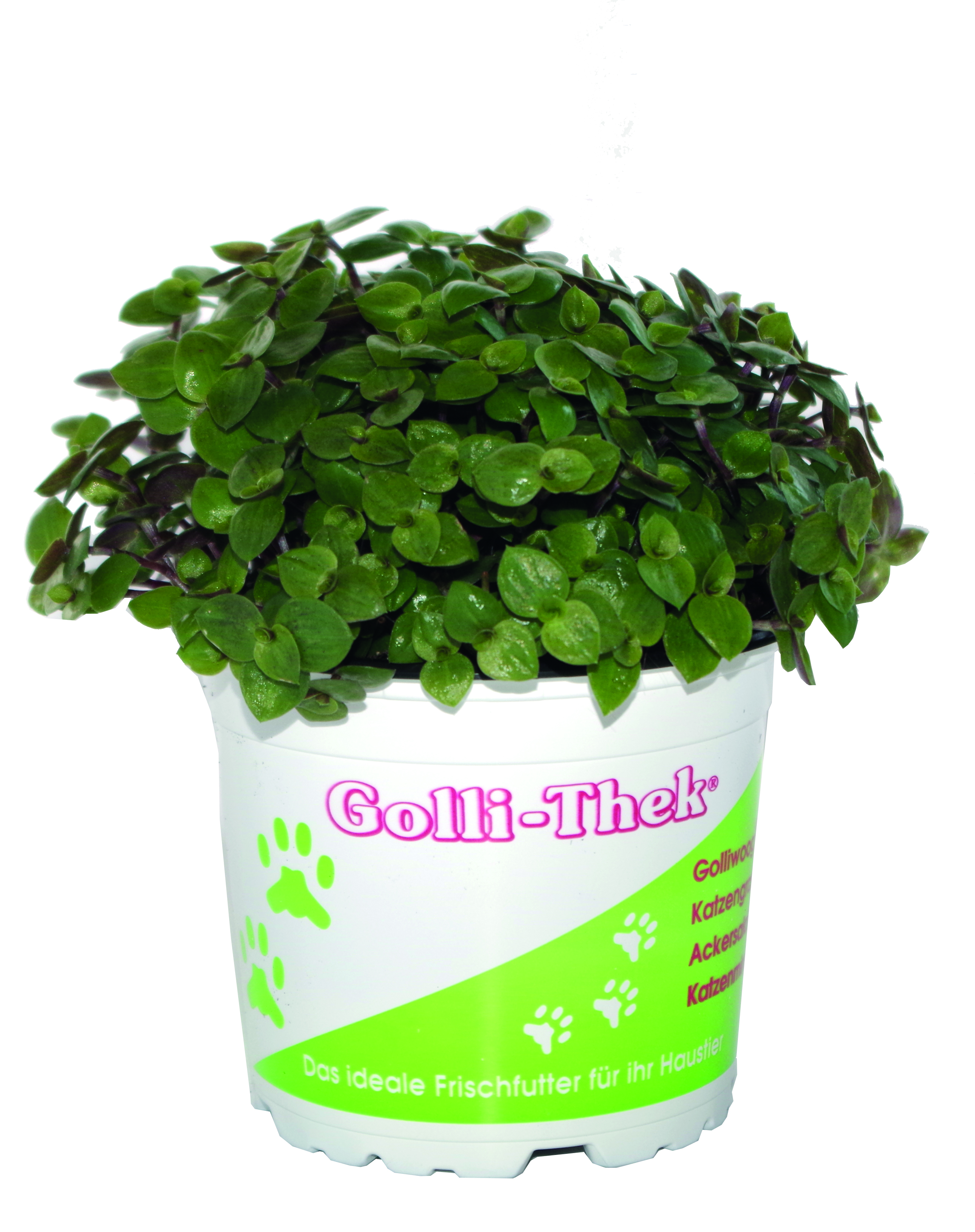 Golliwoog Futterpflanze im Topf