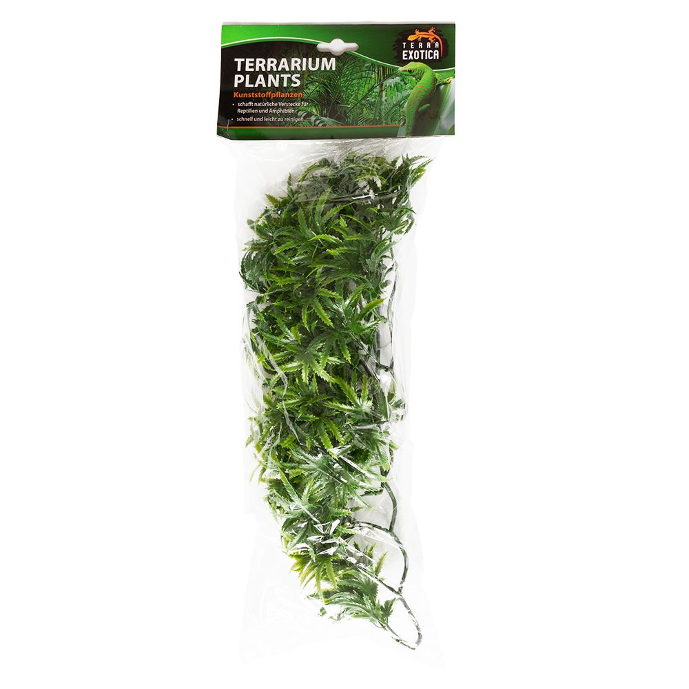 Terrarium Plants - Wind Claw Leaves Vine - Medium